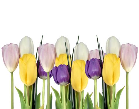 Tulips In A Row Free Stock Photo - Public Domain Pictures