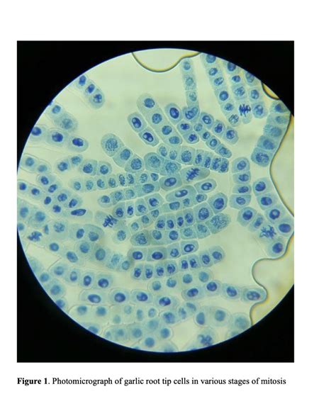 Solved TASK 2 - THE MITOTIC INDEX Complete the table based | Chegg.com