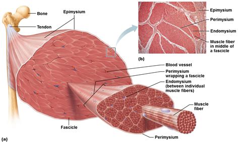 Skeletal muscle anatomy, Skeletal muscle, Human anatomy and physiology