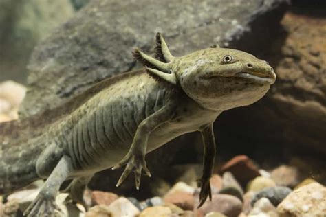 What is the Right Tank Size For an Axolotl? - Embora Pets