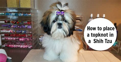 How to place a topknot in a Shih Tzu | Shih tzu grooming, Shih tzu puppy, Shih tzu hair styles