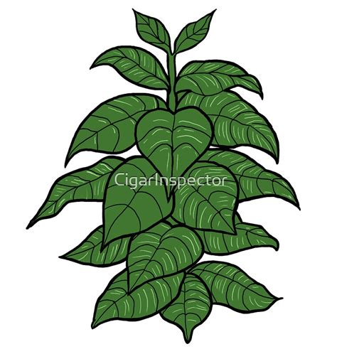 "Tobacco plant" Art Prints by CigarInspector | Redbubble