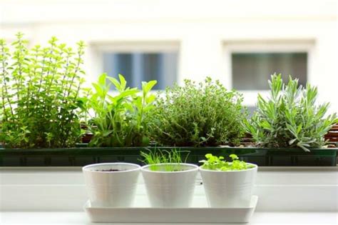 12 Best Herbs to Grow Indoors – Dan330