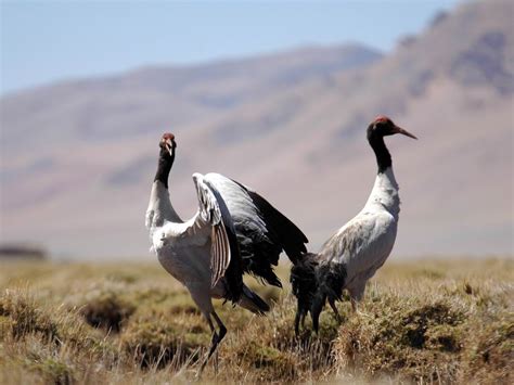 Tibet Sees Recovery Growth in Wildlife Number – Tibet Train Blog