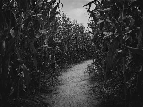 Corn Maze Wallpapers - Wallpaper Cave