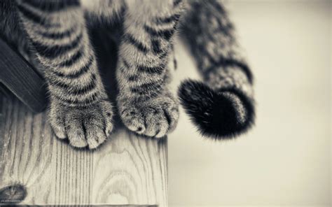 cat, Animals, Monochrome, Paws, Wooden Surface Wallpapers HD / Desktop ...