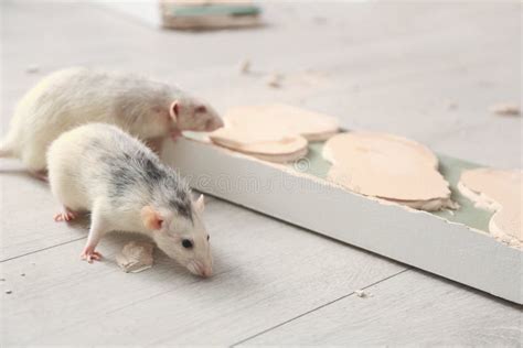 Gnawing Rats Stock Photos - Free & Royalty-Free Stock Photos from Dreamstime