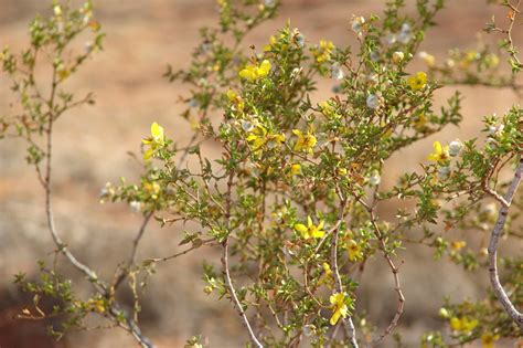 Red Cliffs Desert Reserve » Creosote bush in flower – 1