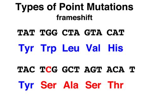 Gallery For > Frameshift Mutation Diagram