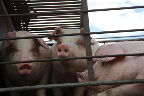 Revised Regulations at Pig Slaughterhouses Could Be a Really Bad Idea ...