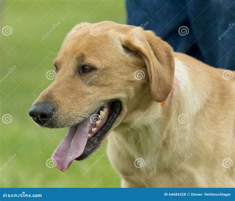 A Yellow Lab Hunting Dog Stock Photo - Image: 64684328