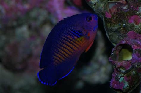 Selecting and Caring for Saltwater Angelfish | RateMyFishTank.com