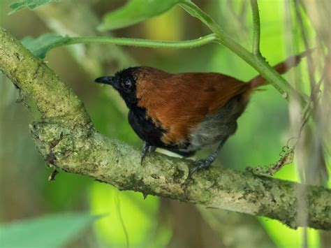 Kakamega Forest National Reserve – Kenya Birding