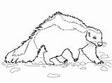 Eastern Spotted Skunk  Coloring Pages sketch template