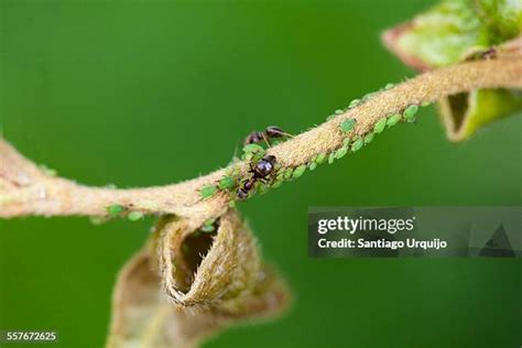 250 Aphids And Ants Stock Photos, High-Res Pictures, and Images - Getty Images