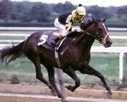 Seattle Slew Racehorse