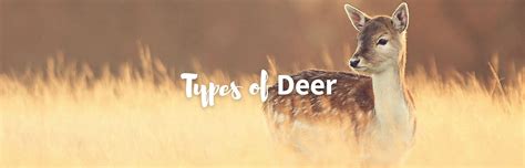 Types Of Deer List