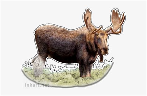 Bull Moose Or Elk Decal - Alaska State Animal Transparent PNG - 590x471 - Free Download on NicePNG