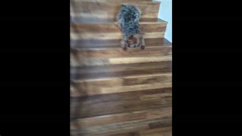 my poor dog falls down the stairs - YouTube