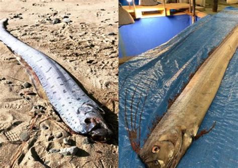 NERVOUS earthquake and tsunami OVERDRIVE in JAPAN after several OARFISH - harbingers of natural ...