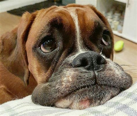 This face!!! #boxerdog | Σκύλοι