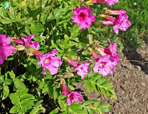 Flowering Fern | Incarvillea delavayi | Pink Flower | BioExplorer.net