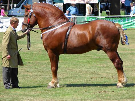 Image result for Suffolk Punch Draft Horse Breeds | Draft horses, Horses and dogs, Horses