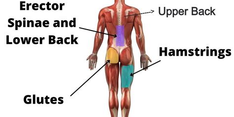 What Muscles Does Kettlebell Swing Work?: Diagram, Guide and Variations