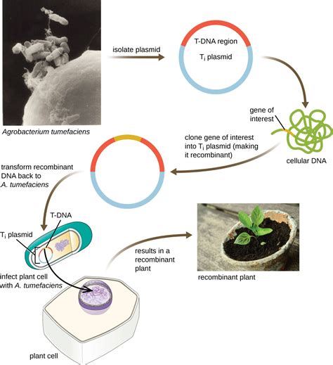 Microbes and the Tools of Genetic Engineering | Microbiology