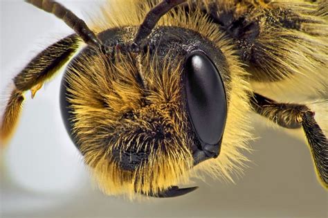 macro image of a bee's head | Bee, Insects, Bee keeping