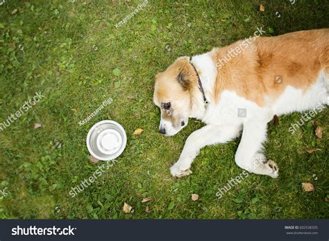 1,480 Dehydration in dogs Stock Photos, Images & Photography | Shutterstock