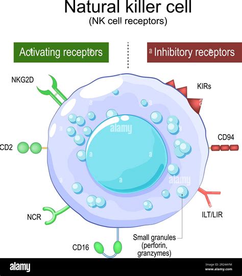 Natural Killer cell. NK cell receptors. Structure and anatomy of large ...