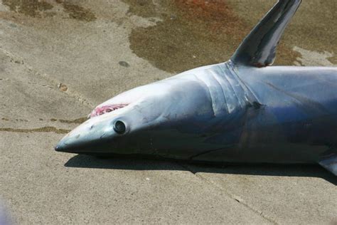 40 Menacing Mako Shark Facts About The Fastest Shark Alive