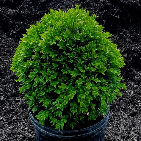 Green Velvet Boxwood - 3 or 5 gallon container – Lots of Plants