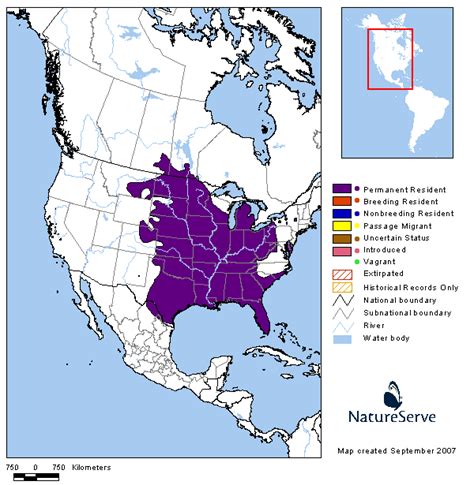 Tennessee Watchable Wildlife | Eastern Fox Squirrel (Hunted)