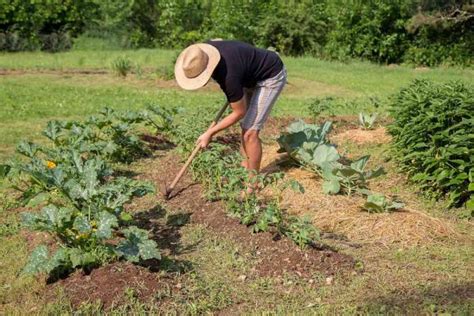 Grow Root Vegetables at Home - Jim's Mowing