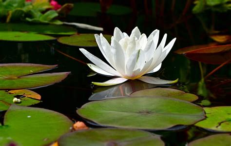 Water Lily Pond Nature Aquatic - Free photo on Pixabay