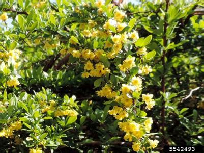 Japanese Barberry Invasive Species Profile | Natural Resource Stewardship