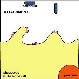 Phagocytosis Animation