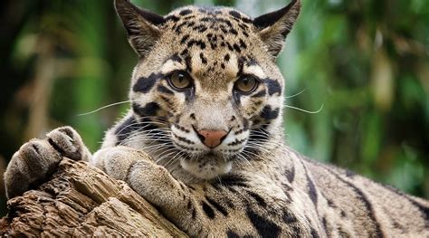 Suzy's Animals of the World Blog: THE CLOUDED LEOPARDS