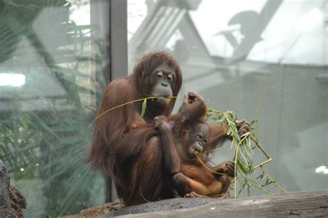 wkyc.com | PHOTOS: Cleveland Metroparks Zoo RainForest turns 25