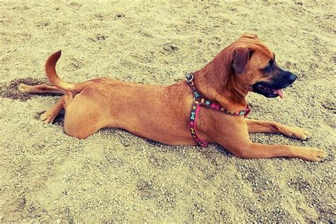 A Gallery of Dogs Who Know How to Stretch