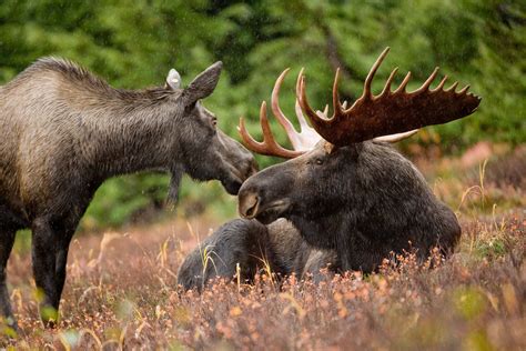 Newsela | Moose migration to Arctic may signal fight to survive climate ...