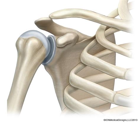 Shoulder Bones - Joint Preservation Center