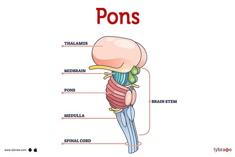 Pons (Human Anatomy): Image, Functions, Diseases and Treatments