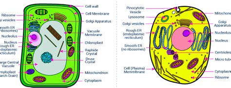 What are the Similarities between Plants and Animals Cells? - CBSE Class Notes Online ...