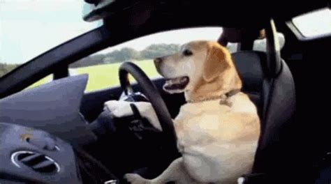 Dog Driving GIF - Dog Drive Car - Discover & Share GIFs