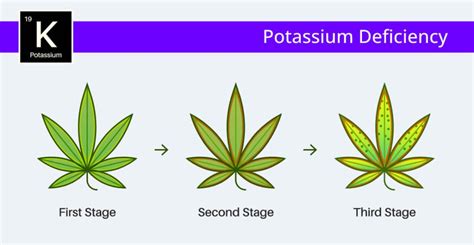 Understanding and Correcting Common Cannabis Nutrient Deficiencies ...