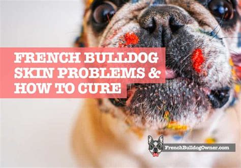 French Bulldog Skin Problems, Issues, Allergies & Bumps + How to Cure