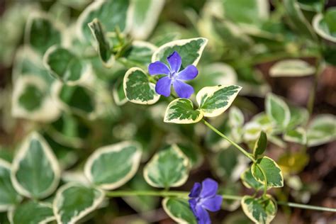 Bigleaf Periwinkle (Vinca Major): Care & Growing Guide